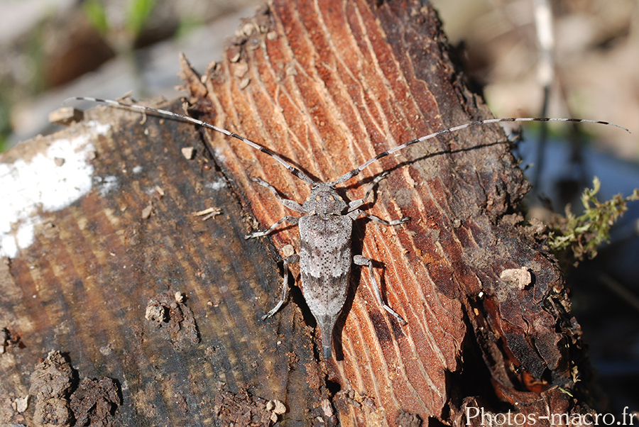 Acanthocinus aedilis